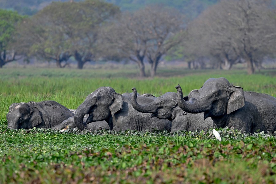 A herd of wild elephants bathe in a wetland, chest-deep in plant-covered water.