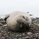 a baby seal sleeping on its left side on a rocky beach. its eyes are closed, and its mouth is turned upward in what looks like a smile.