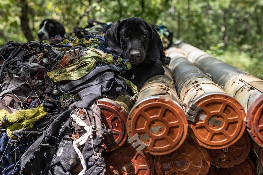 A puppy rests on top of a stack of missile tubes.