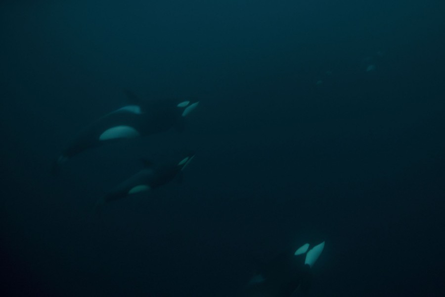 Three orcas are seen underwater.