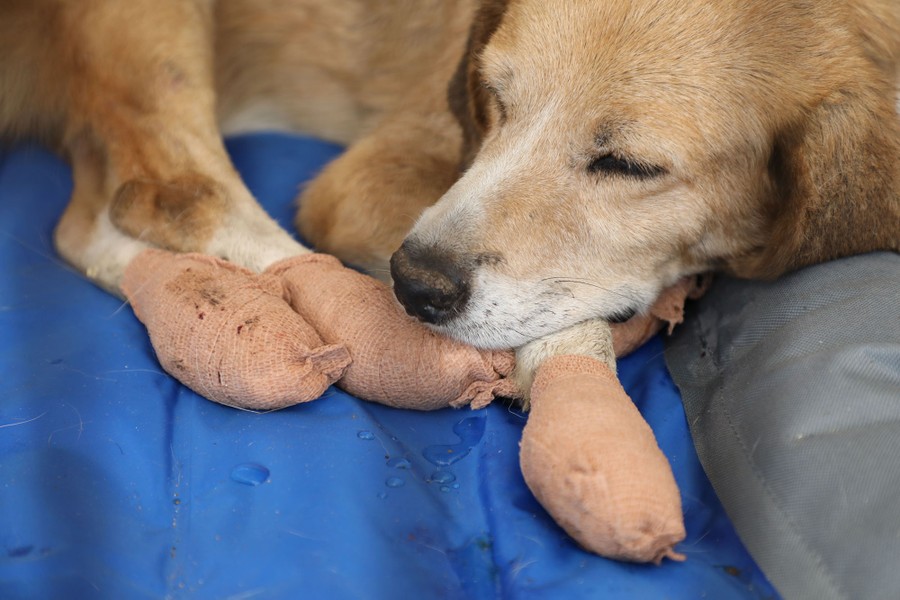 A dog with bandaged paws that had been burned rests in a shelter.