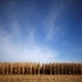 Rows of corn wait to be harvested in a field in Minooka, Illinois.