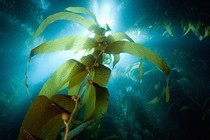 Seaweed shot from below, with light streaming in from the top of the ocean