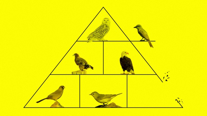 A pyramid of birds