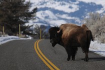 A bison looks back as it crosses the road near Lamar Valley in Yellowstone National Park.