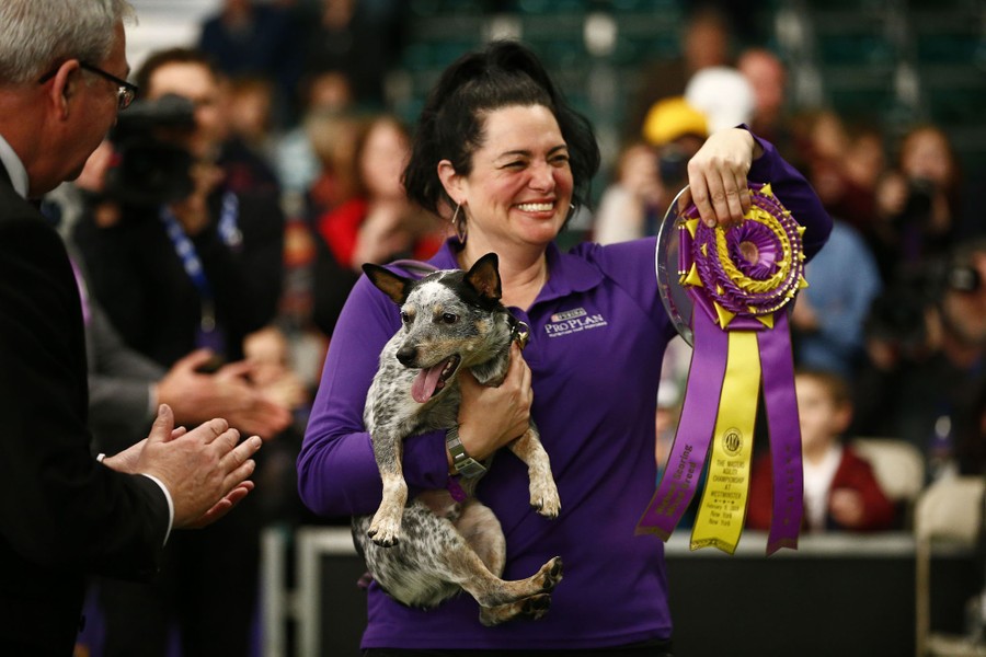2019 westminster agility top