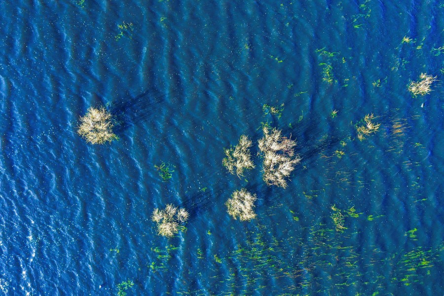 An aerial view of trees standing in floodwater