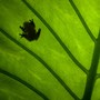 The silhouette of a frog sitting on a big green tree leaf