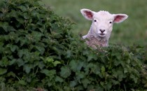 A lamb peeks over a bush at the camera.