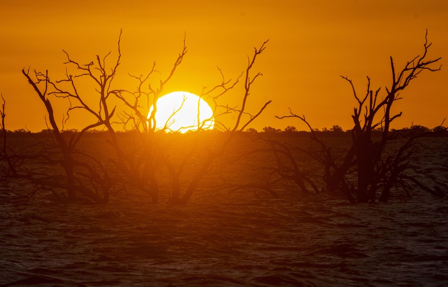 Tree branches are seeing sticking up out of lake water at sunset.