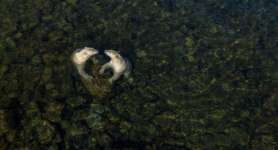 Two polar bears rest against a large rock while swimming, viewed from above.
