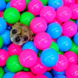 A small dog pokes its head out of a pile of plastic balls.