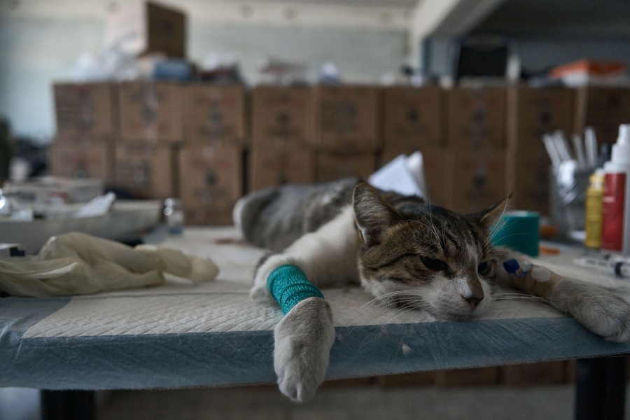 A cat lies sprawled out on a table beside medical gear.