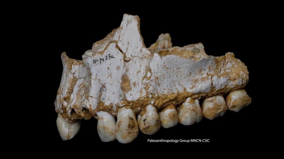 A fragment of a Neanderthal jaw