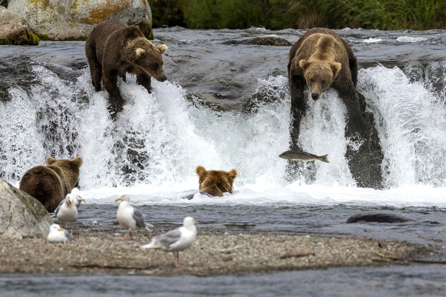 Brown Bears Fishing at Alaska's Brooks Falls - The Atlantic