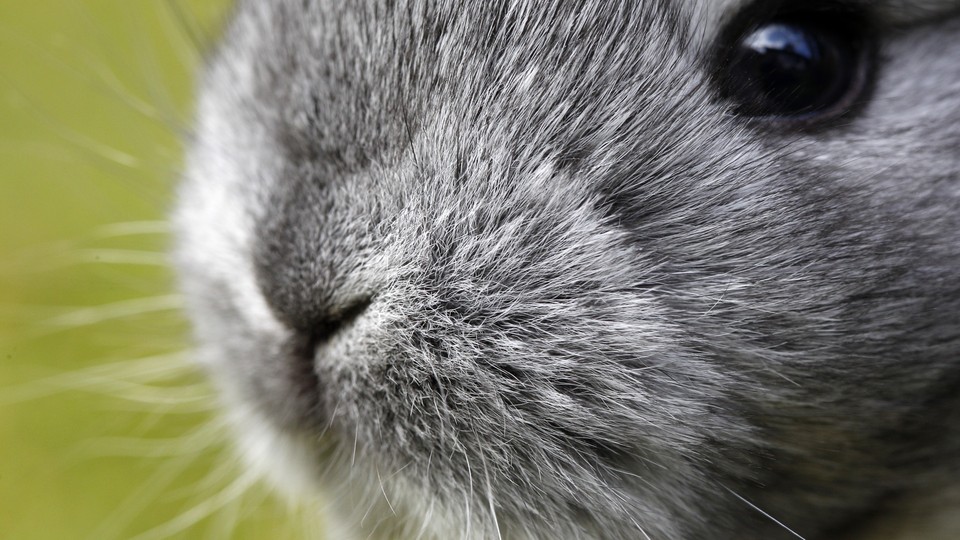 The face of a gray rabbit