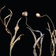 A photograph of dried dead shriveled flowers and grass