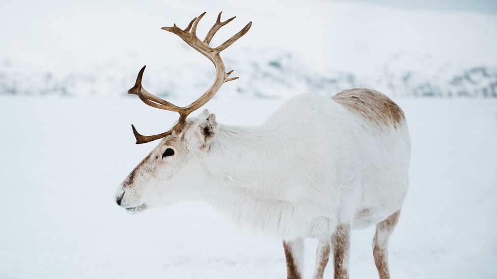 Reindeer Eyes Completely Change Colors In Winter - The Atlantic