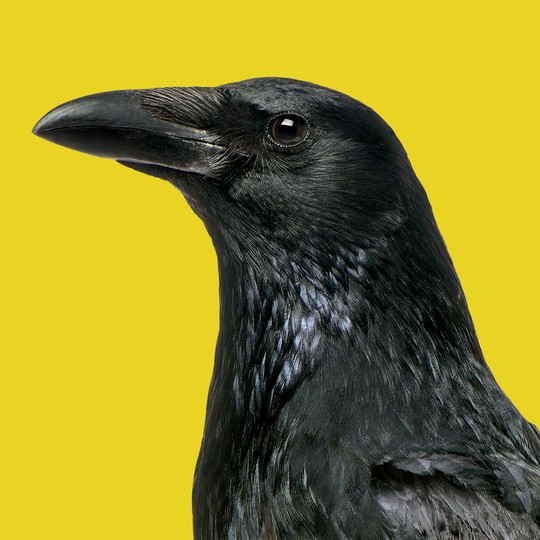 Do Animals Have Feelings? - The Atlantic Do Animals Have Feelings? - The Atlantic
