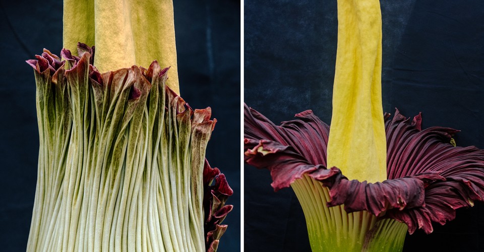 Bringing the Corpse Flower Back to Life The Atlantic