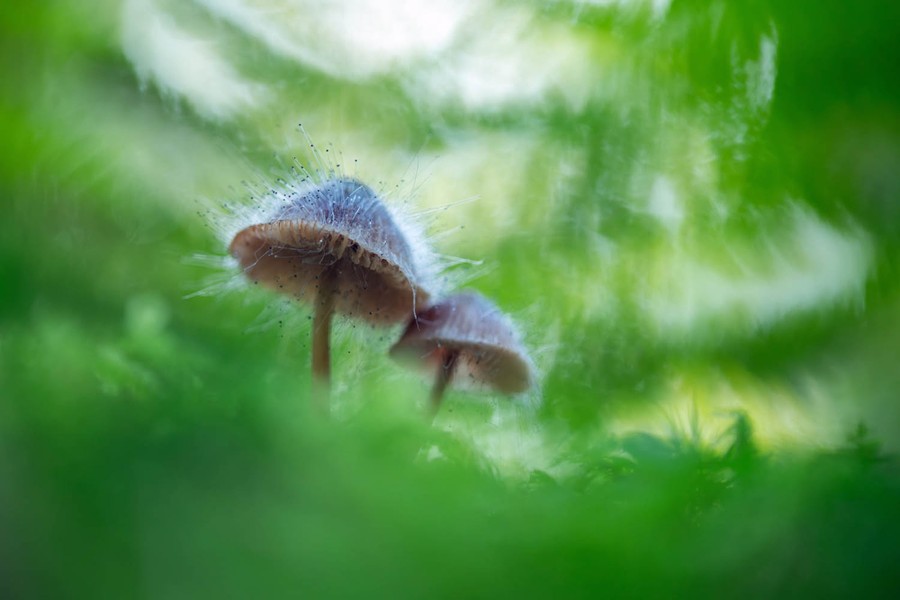 Two mushrooms stand among green plants, their tops covered in long hairlike mold structures.