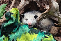 Basil the one-eyed opossum sits on a green fleece blanket under a tree