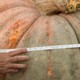 A giant, light-orange pumpkin seen up close, with a hand holding up a measuring tape around it.