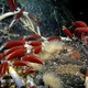 Giant tube worms
