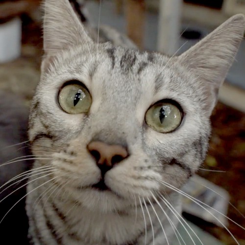 Cats Cradle A Senior Cat Rescue Shelter The Atlantic