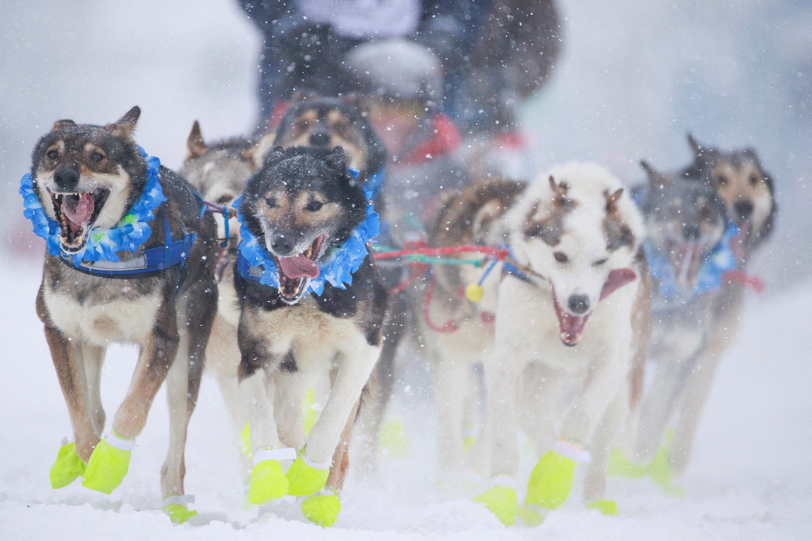 A team of sled dogs wearing yellow booties pulls a sled during a snowstorm.