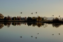 Migrating tundra swans fly over a flooded rice field in Marysville, California.
