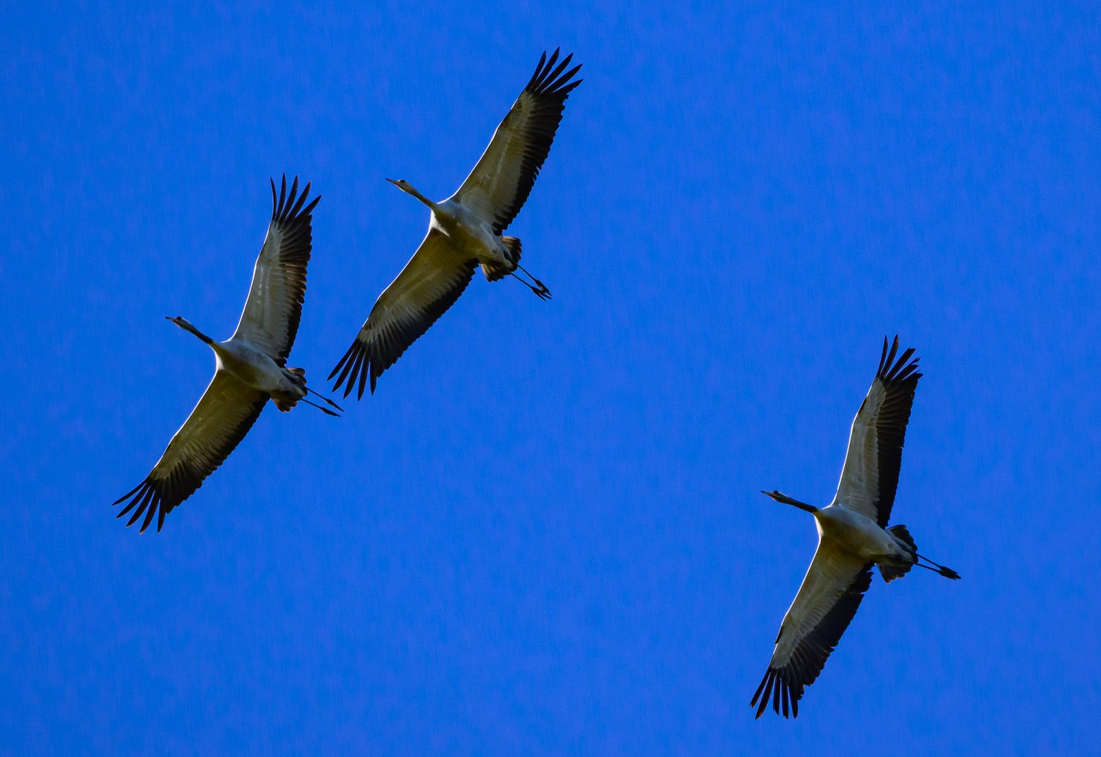 Three cranes in flight, seen from below