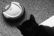 A photo of a cat watching a Roomba on a carpet