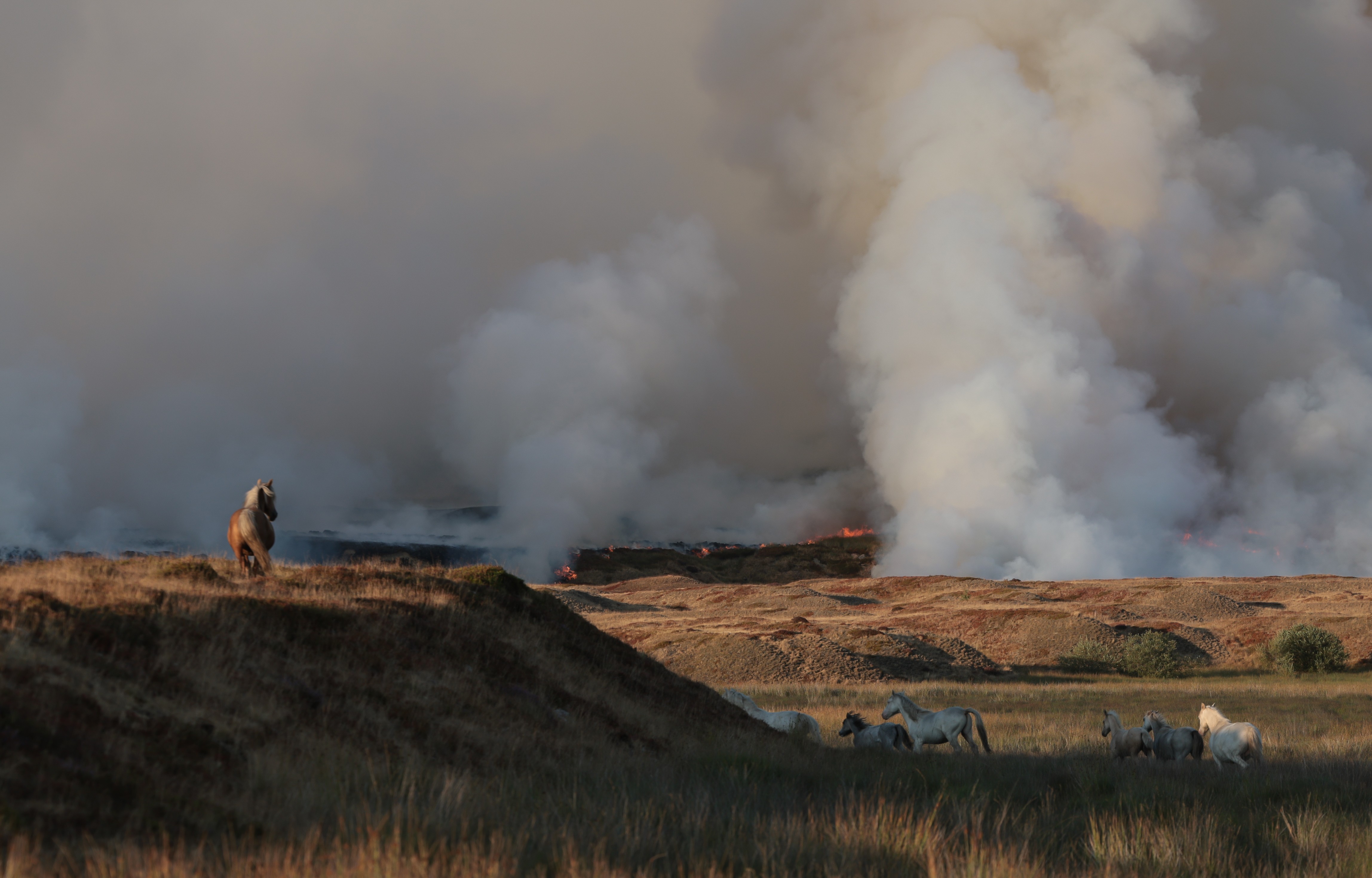 Horses flee ahead of approaching flames on dry-looking moorland.