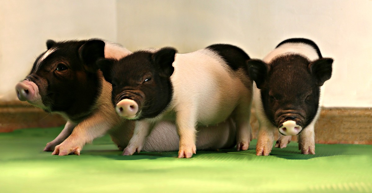Genetically Engineering Pigs to Grow Organs for People - The Atlantic