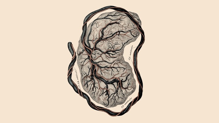 An illustration of a placenta