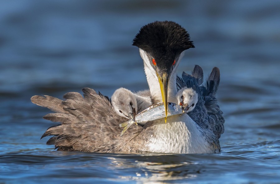 The 2022 Audubon Photography Awards - The Atlantic