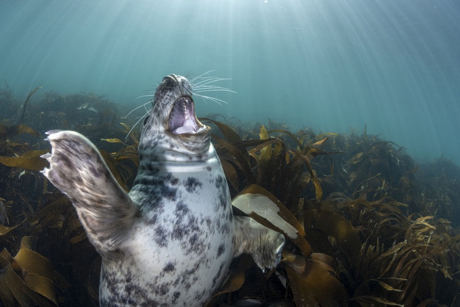 Seen underwater, a seal pup stretches and yawns, emerging from kelp.