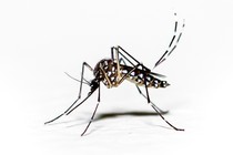 Aedes aegypti, the mosquito that spreads dengue fever