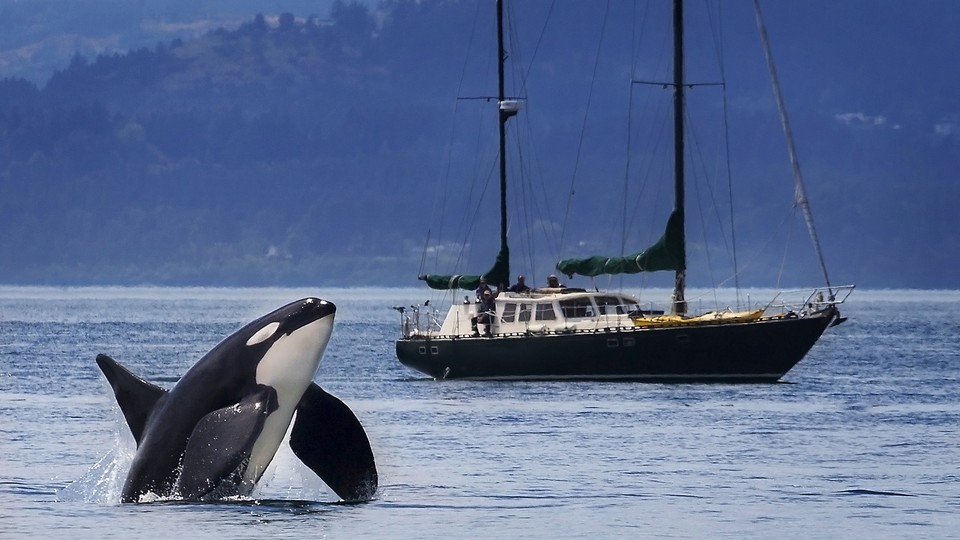 Mike, a southern-resident killer whale