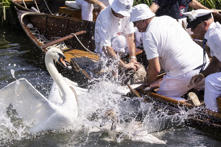 Several people in a small boat struggle with young swans as they splash while being returned to the water.