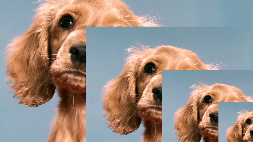 multiple images of a caramel-colored puppy, layered over each other