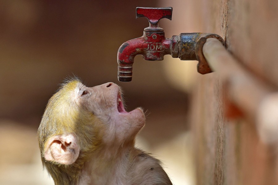 A monkey tries to drink from a water faucet.