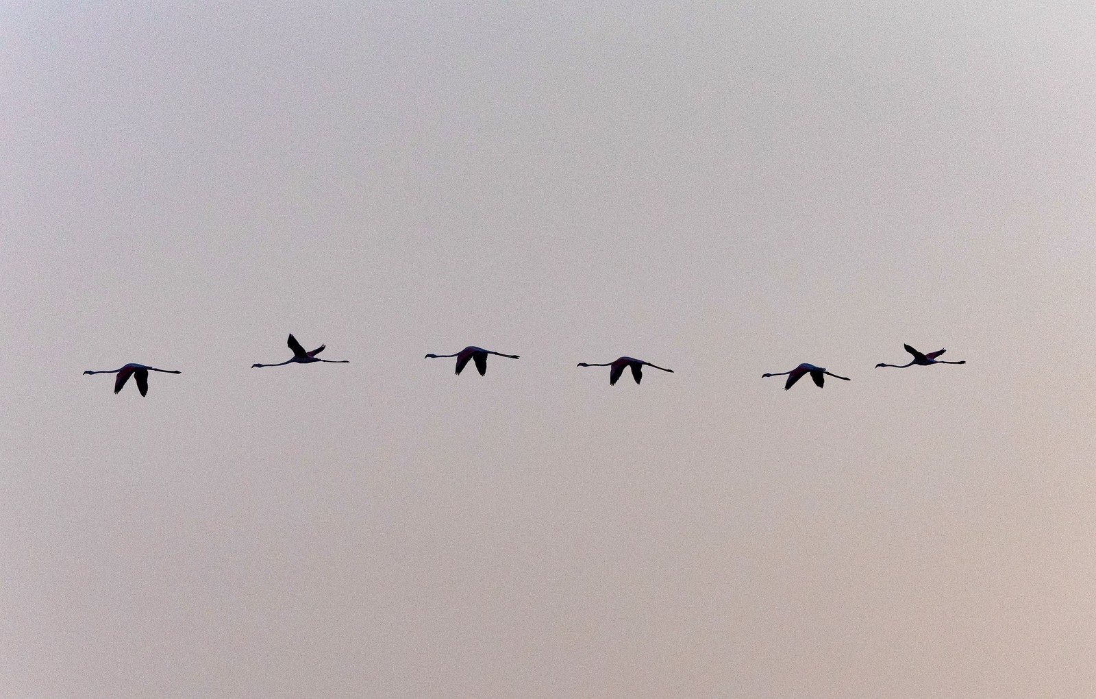 A line of six flamingos flies by.
