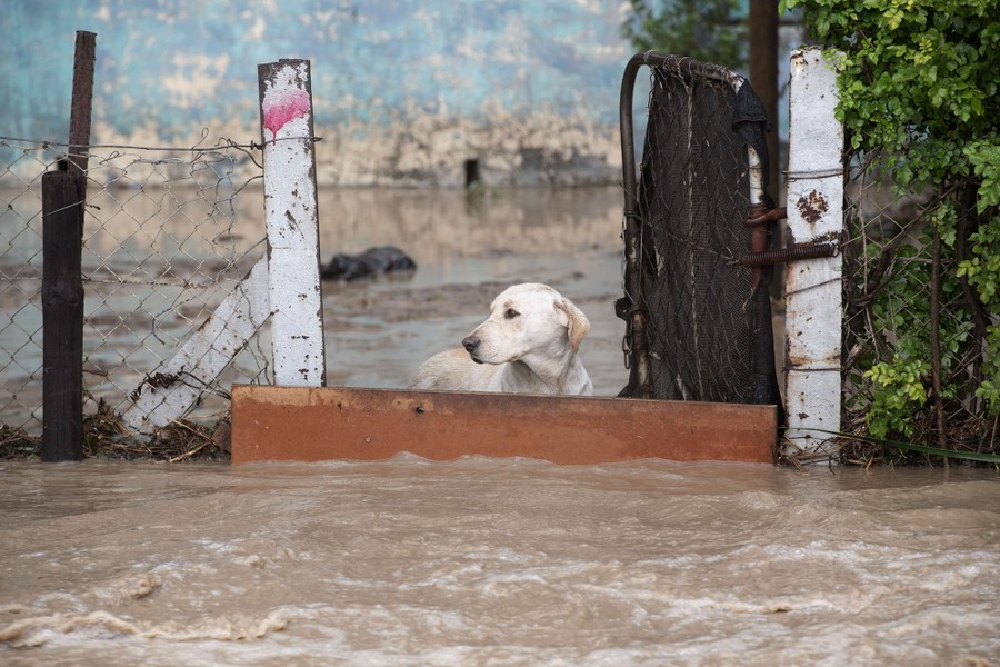 A dog stands behind a barrier across a gate as floodwater flows past.