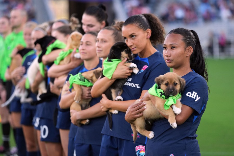 A line of soccer players stands in a stadium, each holding a puppy with a green bandana on it.