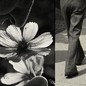 Images of a sidewalk, a flower, and a person walking