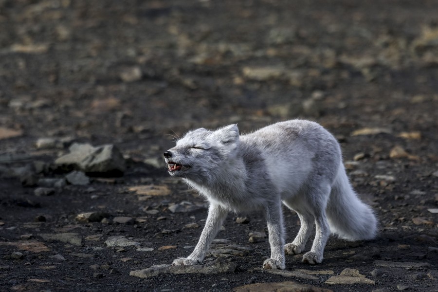 An Arctic fox stands on dark, rocky ground.