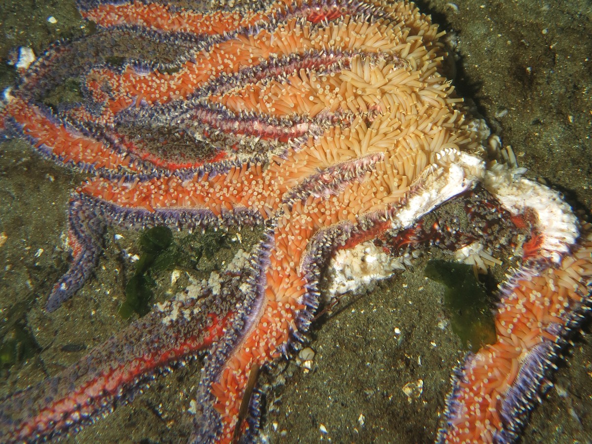 A Starfish Killing Disease Is Remaking The Oceans The Atlantic