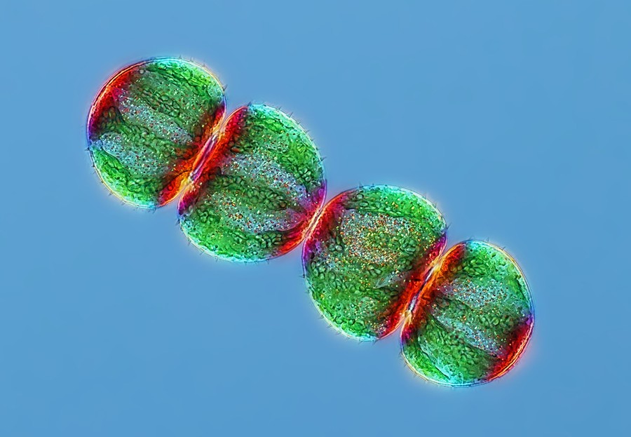 photographing the microscopic winners of nikon small world 2020 the atlantic nikon small world 2020